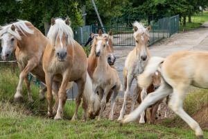 Peter Reich und Dr. Hans-Jörg Zöllner beobachten den Weg der Haflinger vom Stall auf die Weide