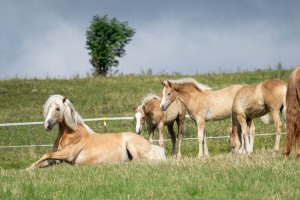 Peter Reich und Dr. Hans-Jörg Zöllner beobachten den Weg der Haflinger vom Stall auf die Weide