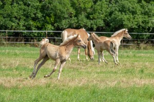 Peter Reich und Dr. Hans-Jörg Zöllner beobachten den Weg der Haflinger vom Stall auf die Weide