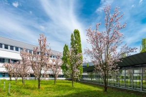 Frühling am Sophien- und Hufeland-Klinikum Weimar