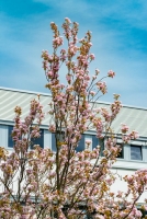 Frühling am Sophien- und Hufeland-Klinikum Weimar Frühling am Sophien- und Hufeland-Klinikum Weimar