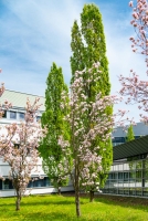 Frühling am Sophien- und Hufeland-Klinikum Weimar
