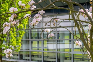 Frühling am Sophien- und Hufeland-Klinikum Weimar Frühling am Sophien- und Hufeland-Klinikum Weimar