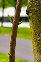 Frühling am Sophien- und Hufeland-Klinikum Weimar