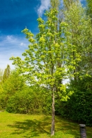 Frühling am Sophien- und Hufeland-Klinikum Weimar