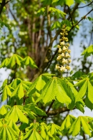 Frühling am Sophien- und Hufeland-Klinikum Weimar