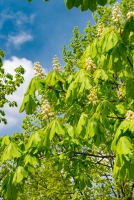 Frühling am Sophien- und Hufeland-Klinikum Weimar