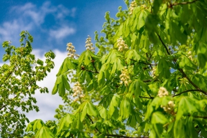 Frühling am Sophien- und Hufeland-Klinikum Weimar