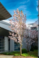 Frühling am Sophien- und Hufeland-Klinikum Weimar