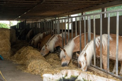 Peter Reich und Dr. Hans-Jörg Zöllner beobachten den Weg der Haflinger vom Stall auf die Weide