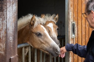Peter Reich und Dr. Hans-Jörg Zöllner beobachten den Weg der Haflinger vom Stall auf die Weide