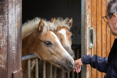 Peter Reich und Dr. Hans-Jörg Zöllner beobachten den Weg der Haflinger vom Stall auf die Weide