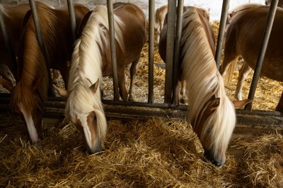 Peter Reich und Dr. Hans-Jörg Zöllner beobachten den Weg der Haflinger vom Stall auf die Weide