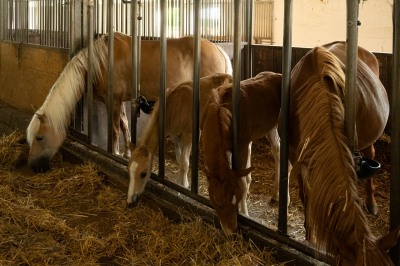 Peter Reich und Dr. Hans-Jörg Zöllner beobachten den Weg der Haflinger vom Stall auf die Weide