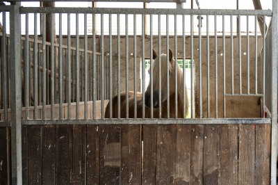 Peter Reich und Dr. Hans-Jörg Zöllner beobachten den Weg der Haflinger vom Stall auf die Weide