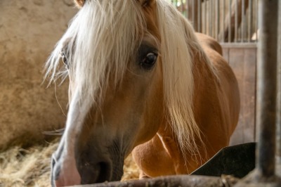 Peter Reich und Dr. Hans-Jörg Zöllner beobachten den Weg der Haflinger vom Stall auf die Weide