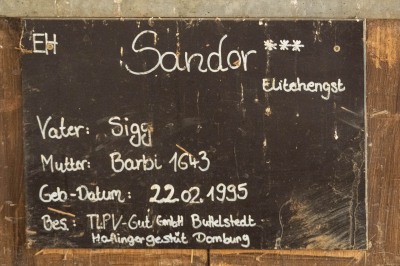 Peter Reich und Dr. Hans-Jörg Zöllner beobachten den Weg der Haflinger vom Stall auf die Weide