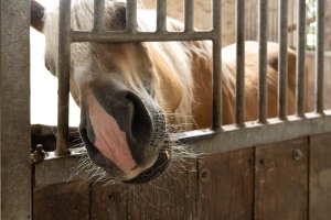 Peter Reich und Dr. Hans-Jörg Zöllner beobachten den Weg der Haflinger vom Stall auf die Weide