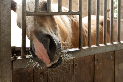 Peter Reich und Dr. Hans-Jörg Zöllner beobachten den Weg der Haflinger vom Stall auf die Weide
