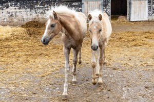 Peter Reich und Dr. Hans-Jörg Zöllner beobachten den Weg der Haflinger vom Stall auf die Weide