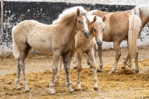 Peter Reich und Dr. Hans-Jörg Zöllner beobachten den Weg der Haflinger vom Stall auf die Weide Peter Reich und Dr. Hans-Jörg Zöllner beobachten den Weg der Haflinger vom Stall auf die Weide
