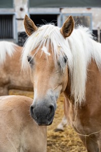 Peter Reich und Dr. Hans-Jörg Zöllner beobachten den Weg der Haflinger vom Stall auf die Weide