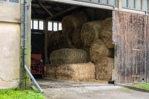 Peter Reich und Dr. Hans-Jörg Zöllner beobachten den Weg der Haflinger vom Stall auf die Weide