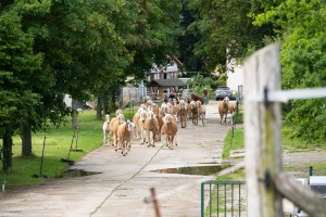 Peter Reich und Dr. Hans-Jörg Zöllner beobachten den Weg der Haflinger vom Stall auf die Weide Peter Reich und Dr. Hans-Jörg Zöllner beobachten den Weg der Haflinger vom Stall auf die Weide