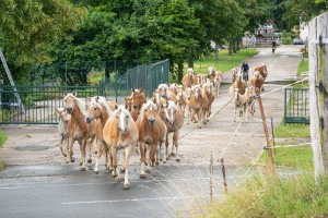 Peter Reich und Dr. Hans-Jörg Zöllner beobachten den Weg der Haflinger vom Stall auf die Weide Peter Reich und Dr. Hans-Jörg Zöllner beobachten den Weg der Haflinger vom Stall auf die Weide