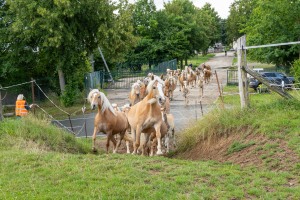 Peter Reich und Dr. Hans-Jörg Zöllner beobachten den Weg der Haflinger vom Stall auf die Weide Peter Reich und Dr. Hans-Jörg Zöllner beobachten den Weg der Haflinger vom Stall auf die Weide