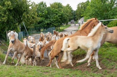 Peter Reich und Dr. Hans-Jörg Zöllner beobachten den Weg der Haflinger vom Stall auf die Weide