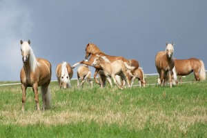 Peter Reich und Dr. Hans-Jörg Zöllner beobachten den Weg der Haflinger vom Stall auf die Weide Peter Reich und Dr. Hans-Jörg Zöllner beobachten den Weg der Haflinger vom Stall auf die Weide