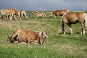 Peter Reich und Dr. Hans-Jörg Zöllner beobachten den Weg der Haflinger vom Stall auf die Weide Peter Reich und Dr. Hans-Jörg Zöllner beobachten den Weg der Haflinger vom Stall auf die Weide