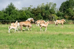 Peter Reich und Dr. Hans-Jörg Zöllner beobachten den Weg der Haflinger vom Stall auf die Weide Peter Reich und Dr. Hans-Jörg Zöllner beobachten den Weg der Haflinger vom Stall auf die Weide