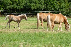 Peter Reich und Dr. Hans-Jörg Zöllner beobachten den Weg der Haflinger vom Stall auf die Weide Peter Reich und Dr. Hans-Jörg Zöllner beobachten den Weg der Haflinger vom Stall auf die Weide