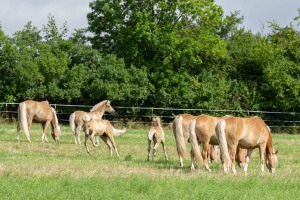 Peter Reich und Dr. Hans-Jörg Zöllner beobachten den Weg der Haflinger vom Stall auf die Weide Peter Reich und Dr. Hans-Jörg Zöllner beobachten den Weg der Haflinger vom Stall auf die Weide