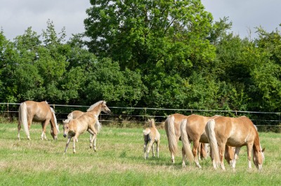 Peter Reich und Dr. Hans-Jörg Zöllner beobachten den Weg der Haflinger vom Stall auf die Weide