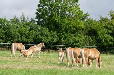 Peter Reich und Dr. Hans-Jörg Zöllner beobachten den Weg der Haflinger vom Stall auf die Weide