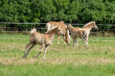 Peter Reich und Dr. Hans-Jörg Zöllner beobachten den Weg der Haflinger vom Stall auf die Weide