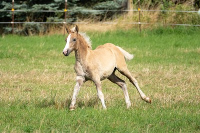 Peter Reich und Dr. Hans-Jörg Zöllner beobachten den Weg der Haflinger vom Stall auf die Weide