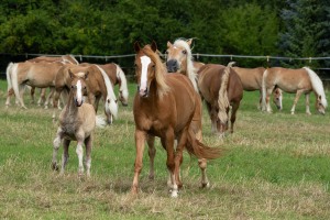 Peter Reich und Dr. Hans-Jörg Zöllner beobachten den Weg der Haflinger vom Stall auf die Weide