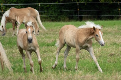 Peter Reich und Dr. Hans-Jörg Zöllner beobachten den Weg der Haflinger vom Stall auf die Weide