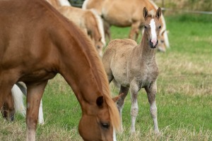 Peter Reich und Dr. Hans-Jörg Zöllner beobachten den Weg der Haflinger vom Stall auf die Weide