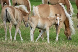 Peter Reich und Dr. Hans-Jörg Zöllner beobachten den Weg der Haflinger vom Stall auf die Weide
