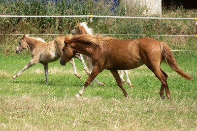 Peter Reich und Dr. Hans-Jörg Zöllner beobachten den Weg der Haflinger vom Stall auf die Weide