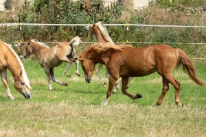 Peter Reich und Dr. Hans-Jörg Zöllner beobachten den Weg der Haflinger vom Stall auf die Weide