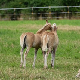 Peter Reich und Dr. Hans-Jörg Zöllner beobachten den Weg der Haflinger vom Stall auf die Weide