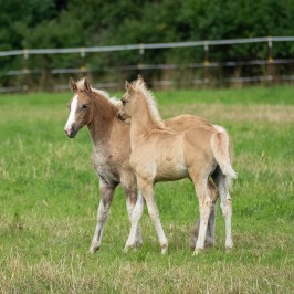 Peter Reich und Dr. Hans-Jörg Zöllner beobachten den Weg der Haflinger vom Stall auf die Weide
