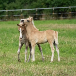 Peter Reich und Dr. Hans-Jörg Zöllner beobachten den Weg der Haflinger vom Stall auf die Weide