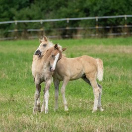 Peter Reich und Dr. Hans-Jörg Zöllner beobachten den Weg der Haflinger vom Stall auf die Weide